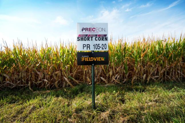 AP
Short corn is seen in one of farmer Cameron Sorgenfrey’s fields, Monday, September 2024, in Iowa, USA. 