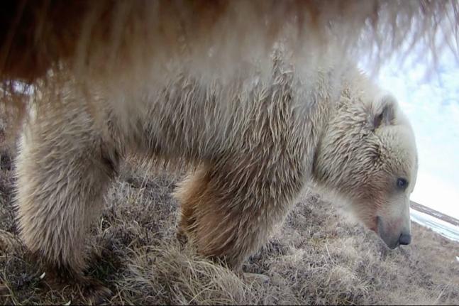 This undated image provided by Washington State University in January 2026, made from a video taken from a grizzly bear’s collar camera, shows another grizzly bear on the tundra of Alaska’s North Slope.