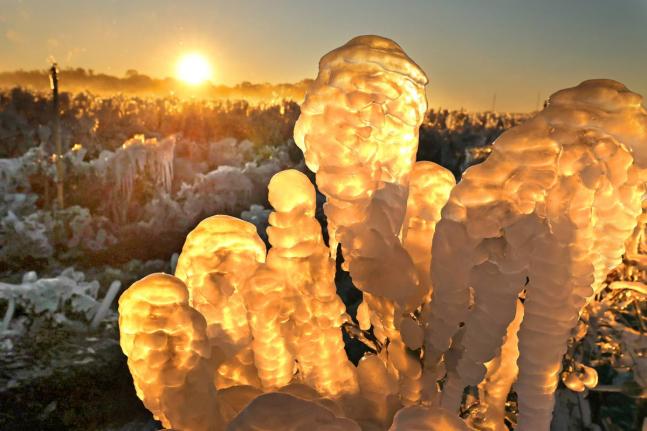 Blueberry plants are covered in ice, with the temperature at 23 F. (-5 C.), at Southern Hill Farms in Clermont, Fla., on Sunday, Feb. 1, 2026. 