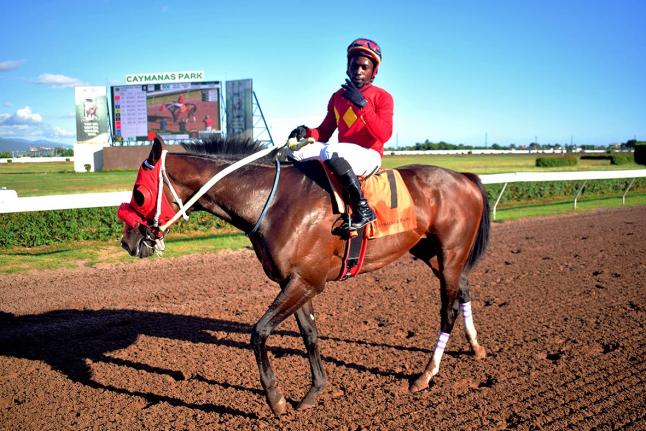 PACK PLAYS, with Christopher Mamdeen aboard, walks to the winner’s enclosure after capturing the Eileen Cliggott Memorial Trophy over 6 1/2 furlongs at Caymanas Park on Saturday, January 31, 2026.