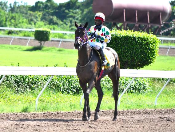UNSPUN, with Christopher Mamdeem on board, has the slight edge in a stacked Billy Williams Memorial at Caymanas Park on Saturday.